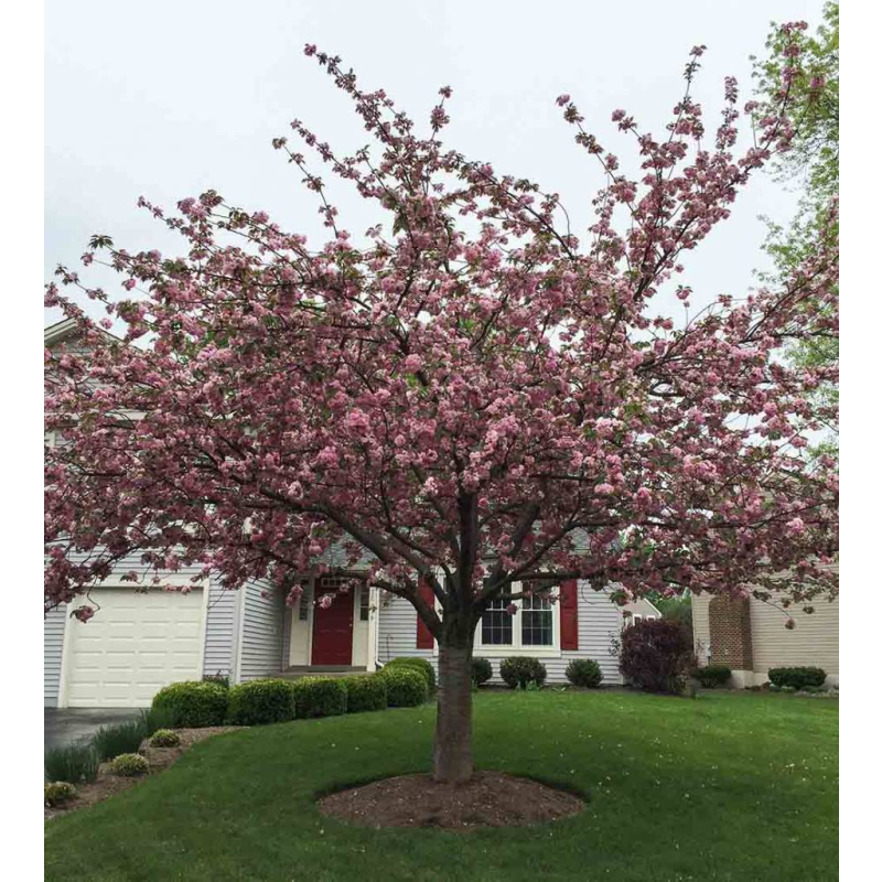 Prunus Serrulata 'Kanzan'