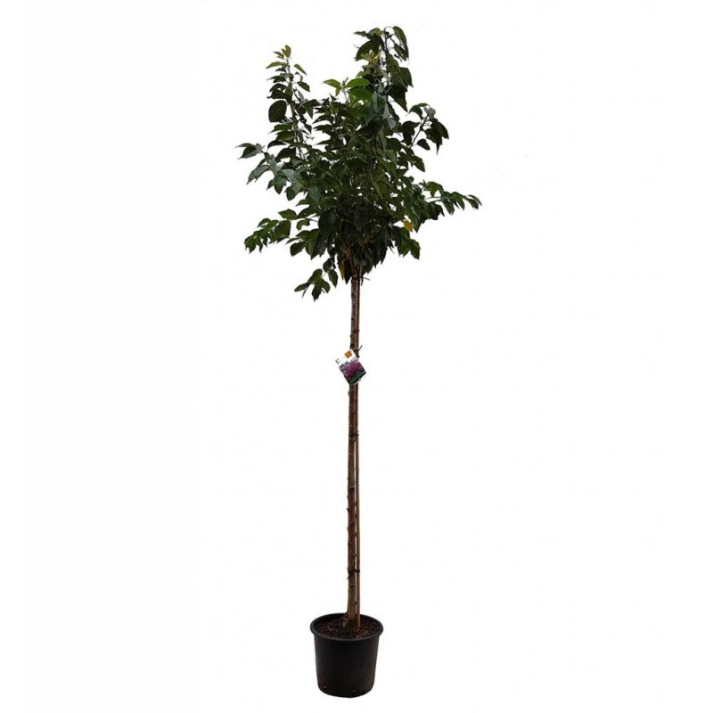 Prunus Kanzan