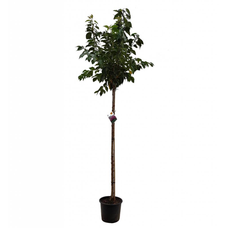 Prunus Serrulata 'Kanzan'