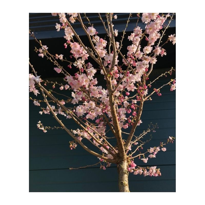 Prunus Subhirtella 'Autumnalis Rosea'