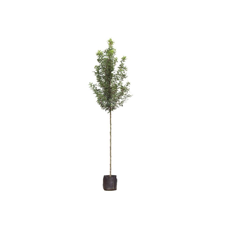 Prunus Lusitanica 'Tico'
