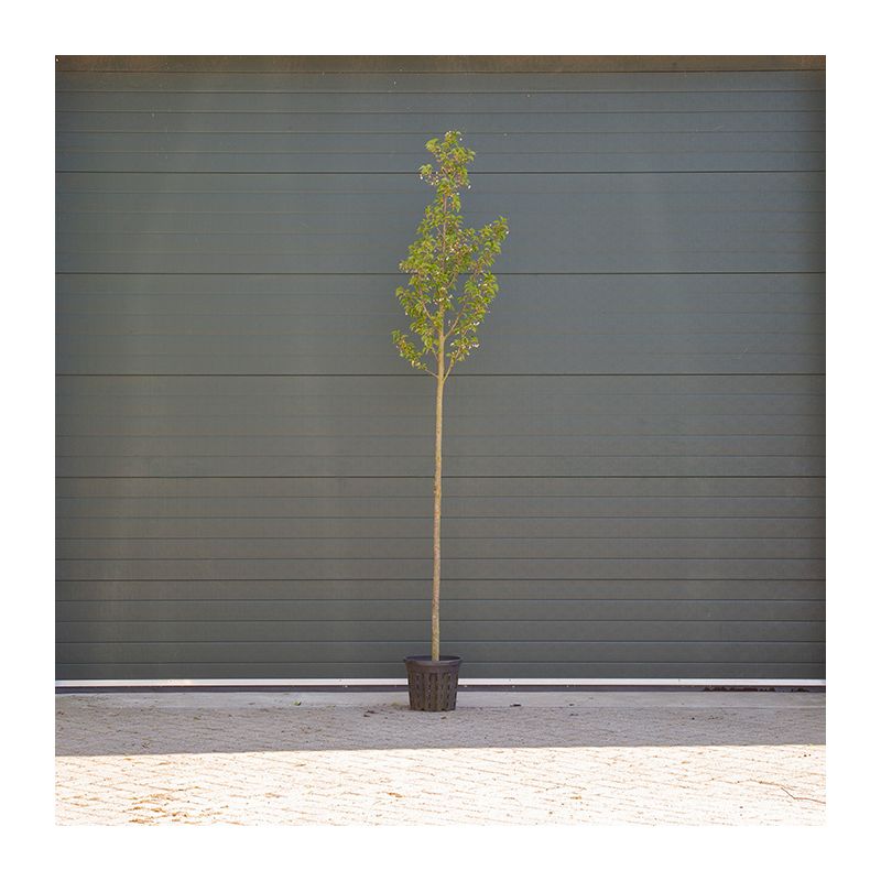 Prunus Umineko