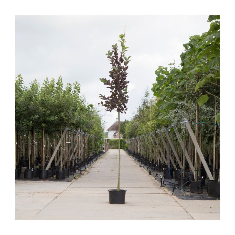 Prunus Canada Red