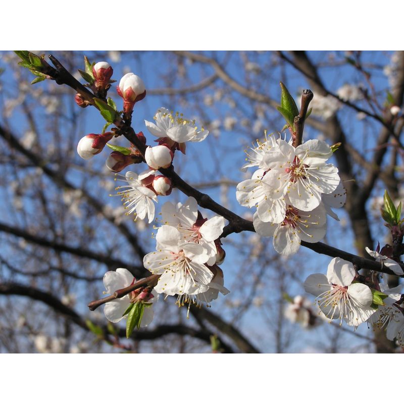 Prunus Armeniaca 'Bergeron'