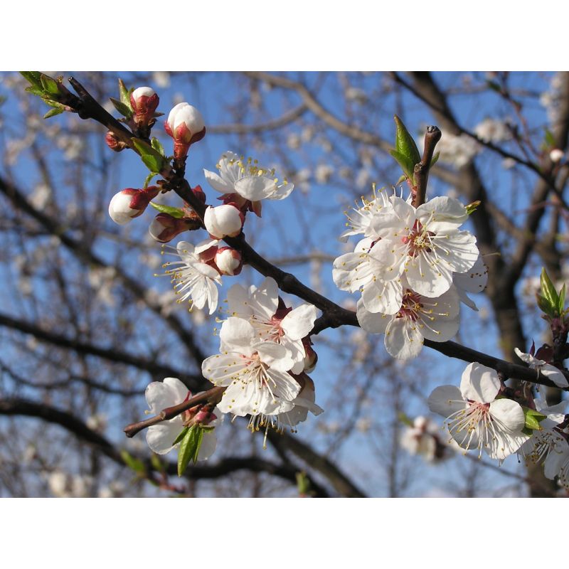 Prunus Bergeron
