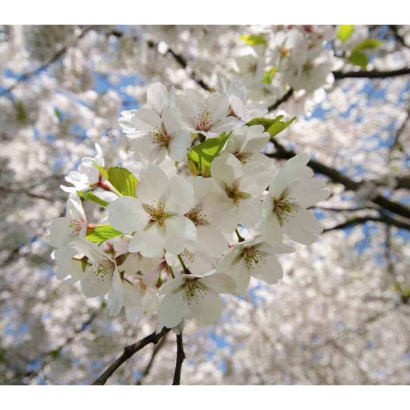 Prunus Bigarreau Burlat