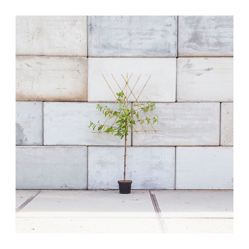 Prunus Avium Van - leiboom