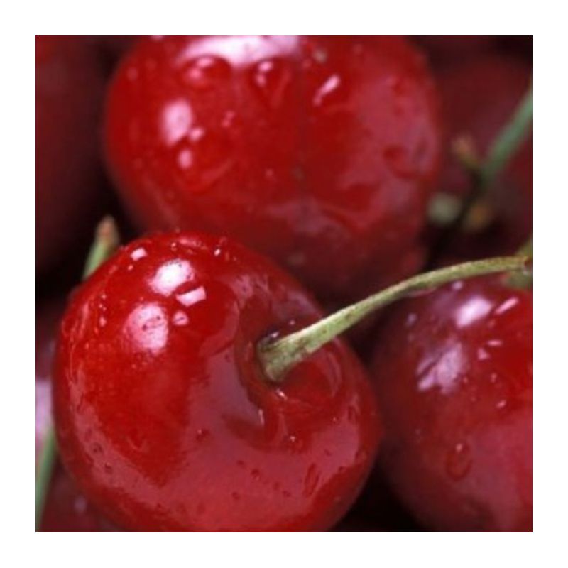 Prunus Dubbele Meikers