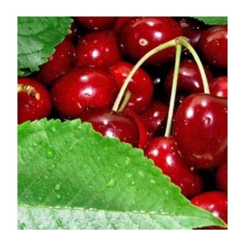 Prunus Avium Hedelfinger