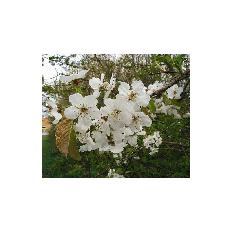Prunus Avium 'Hedelfinger' - leiboom