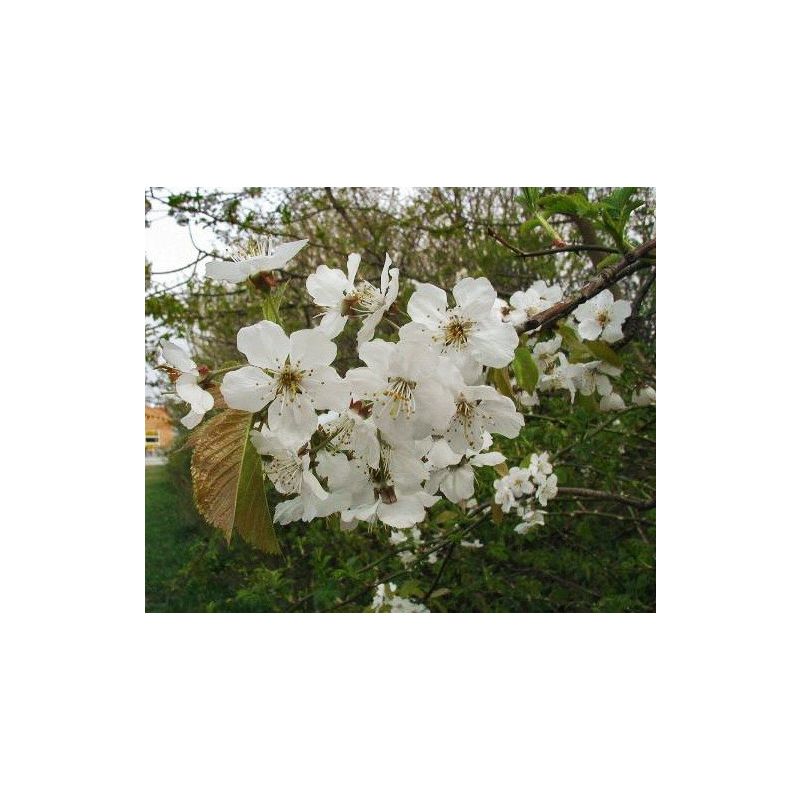 Prunus Hedelfinger