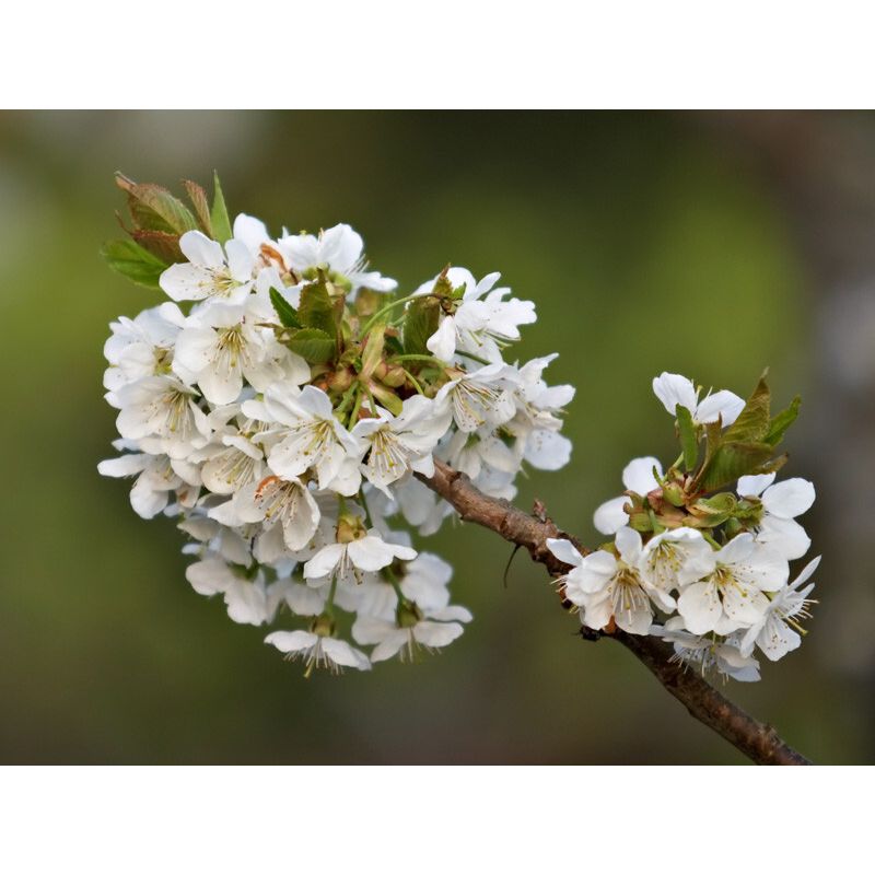 Prunus Stella - leiboom hoogstam