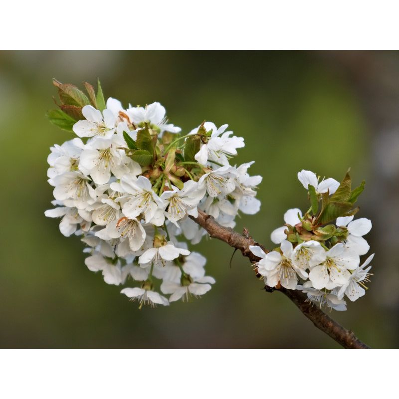 Prunus Stella - hoogstam