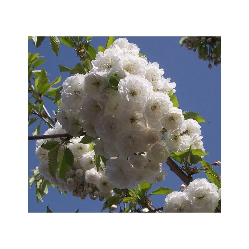 Prunus Plena