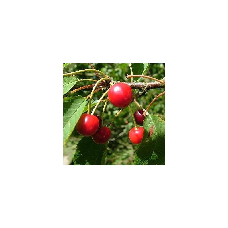 Prunus Plena