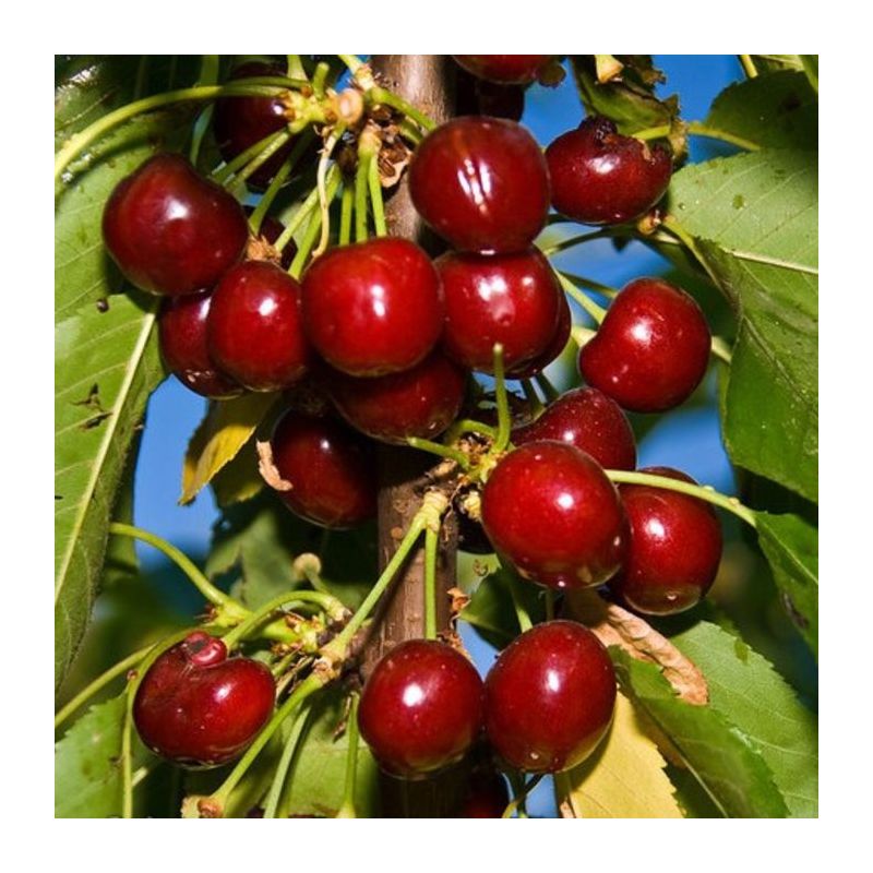 Prunus Van - leiboom hoogstam