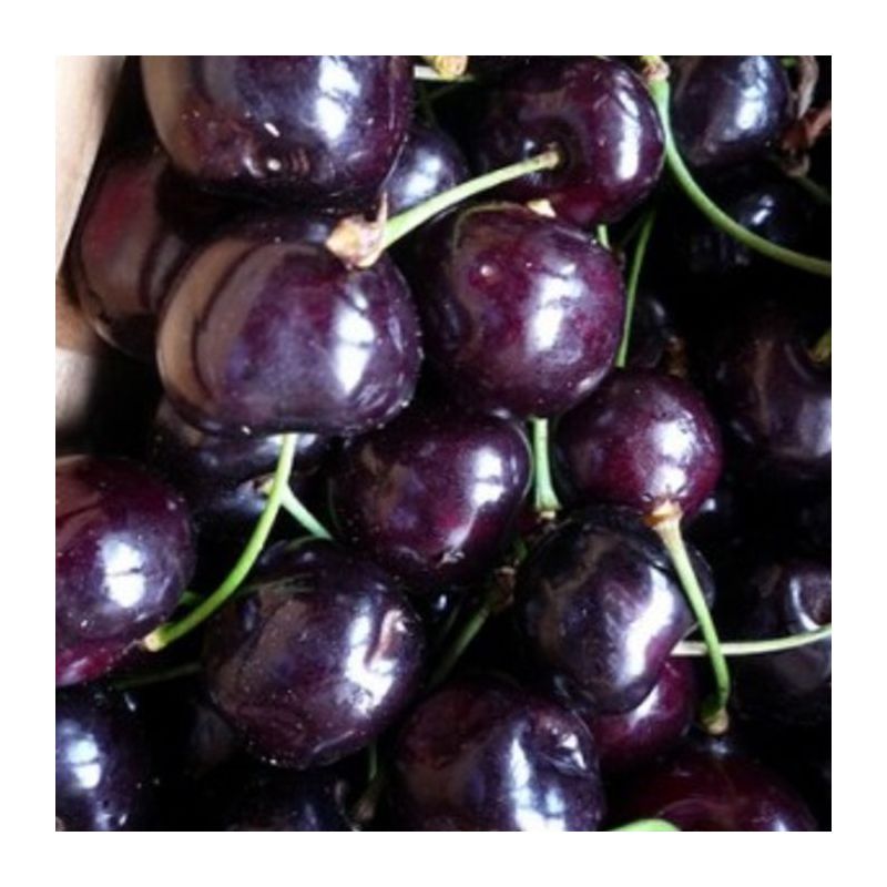 Prunus Varikse Zwarte - hoogstam