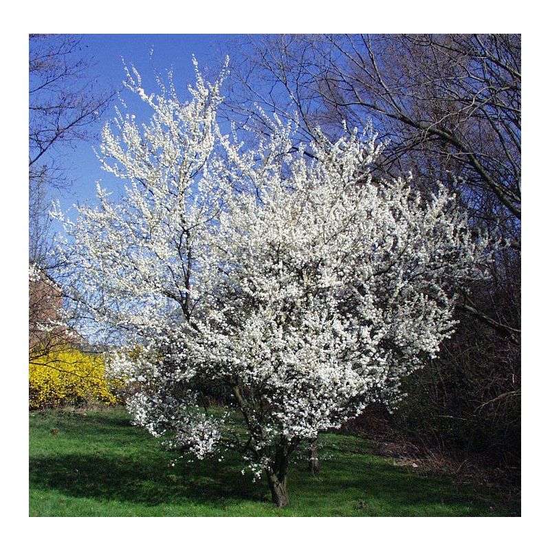 Prunus Domestica 'Mirabelle de Nancy' 