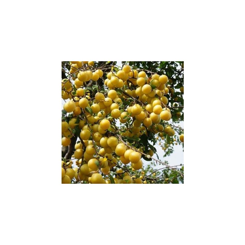 Prunus Domestica Mirabelle de Nancy - leiboom
