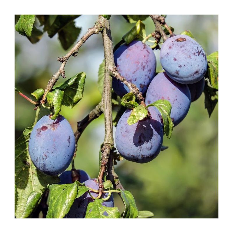 Prunus Domestica 'The Czar' - leiboom