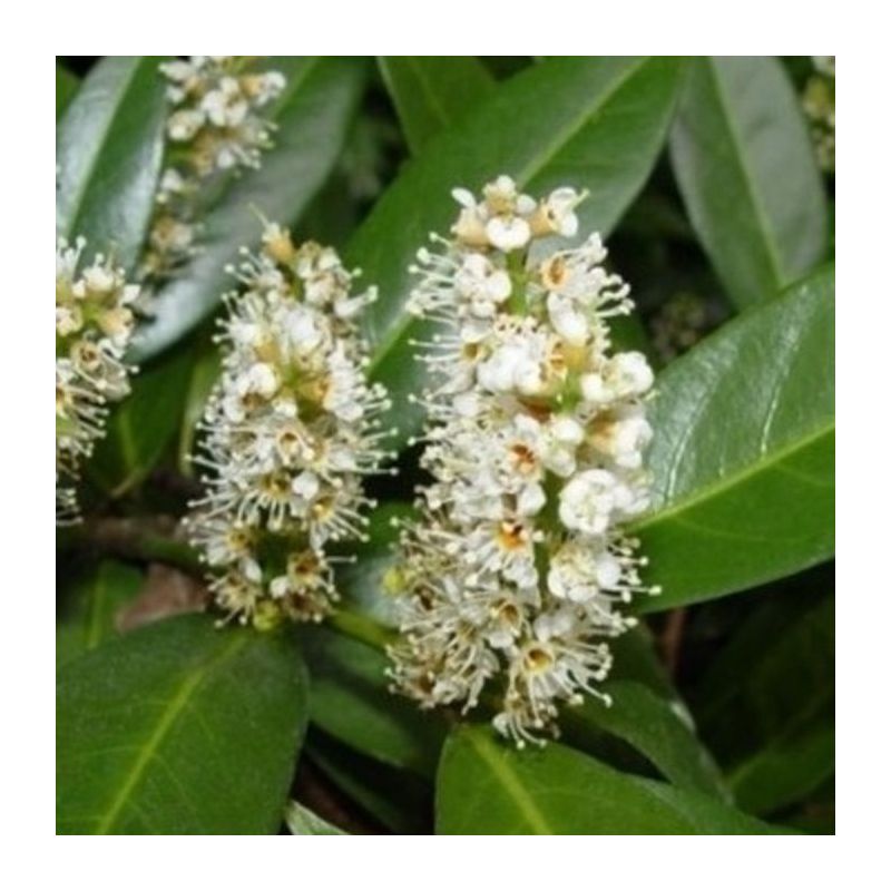 Prunus Laurocerasus - kruisdak