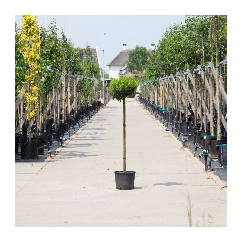 Prunus Laurocerasus 'Otto Luyken' 