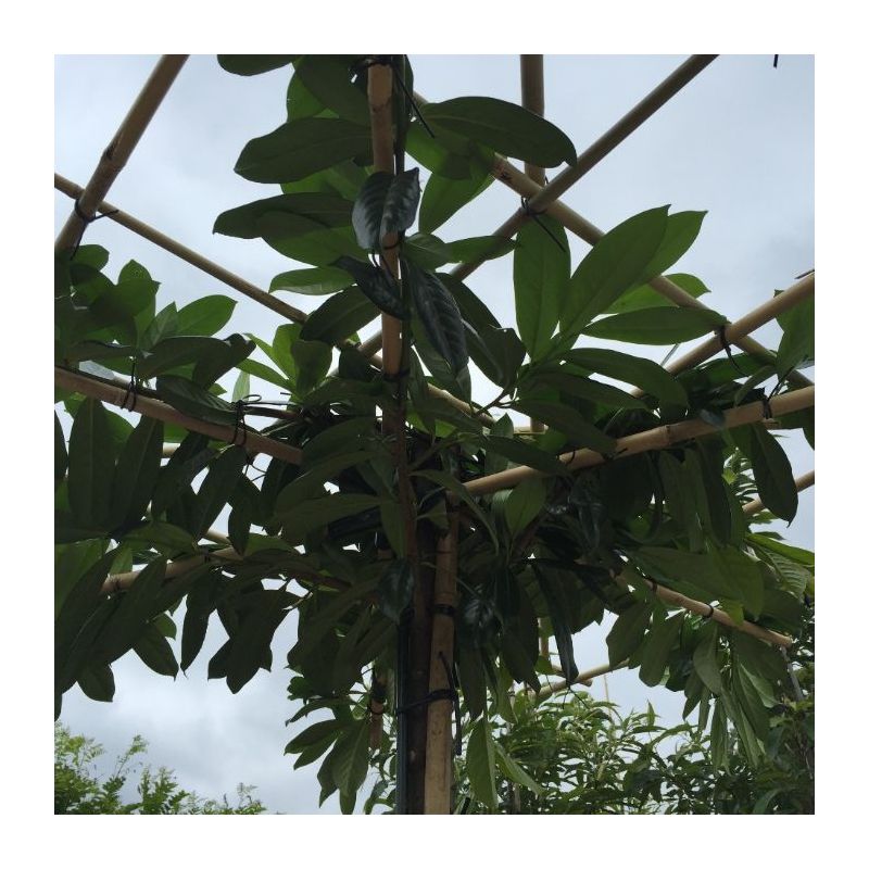 Prunus Laurocerasus - vierkant dak 