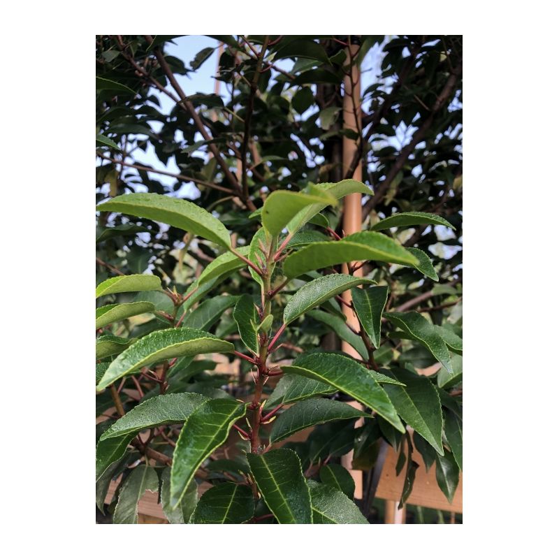 Prunus Lusitanica