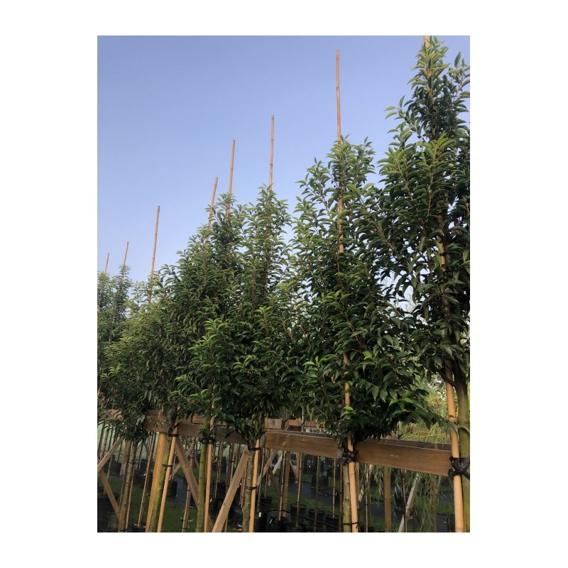 Prunus lusitanica - hoogstam