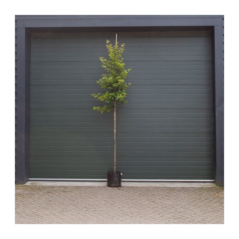 Prunus Lusitanica 'Tico'