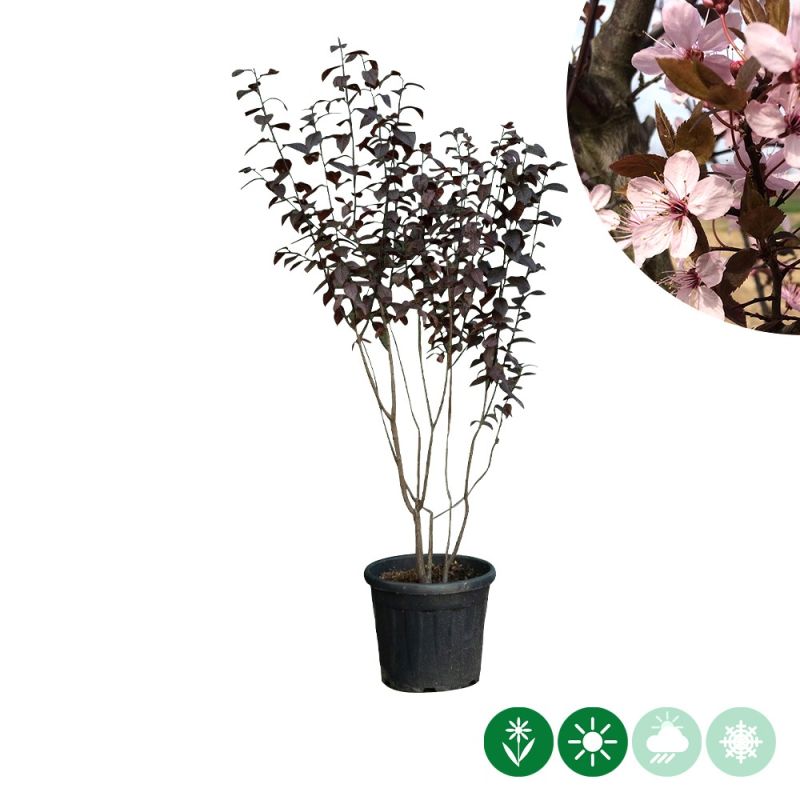 Prunus Nigra - meerstammig