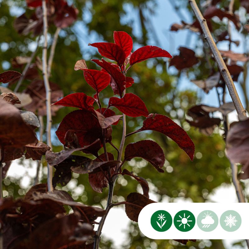 Prunus Nigra - meerstammig