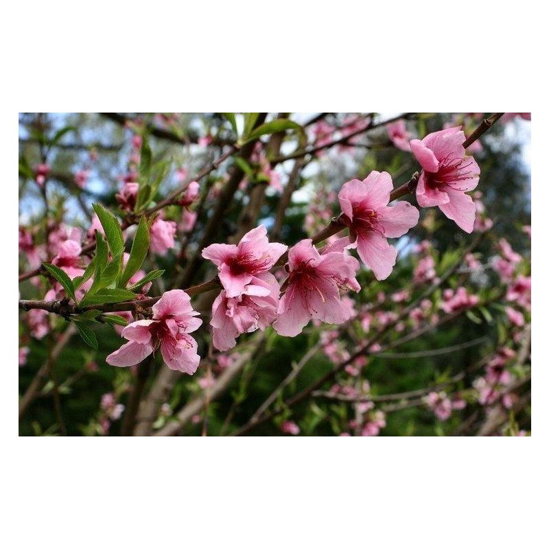 Prunus Persica Nucipersica 'Madame Blanchet'