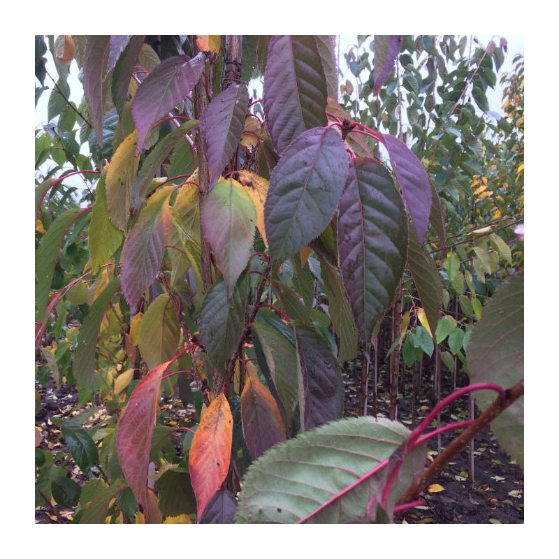 Prunus Serrulata Amanogawa