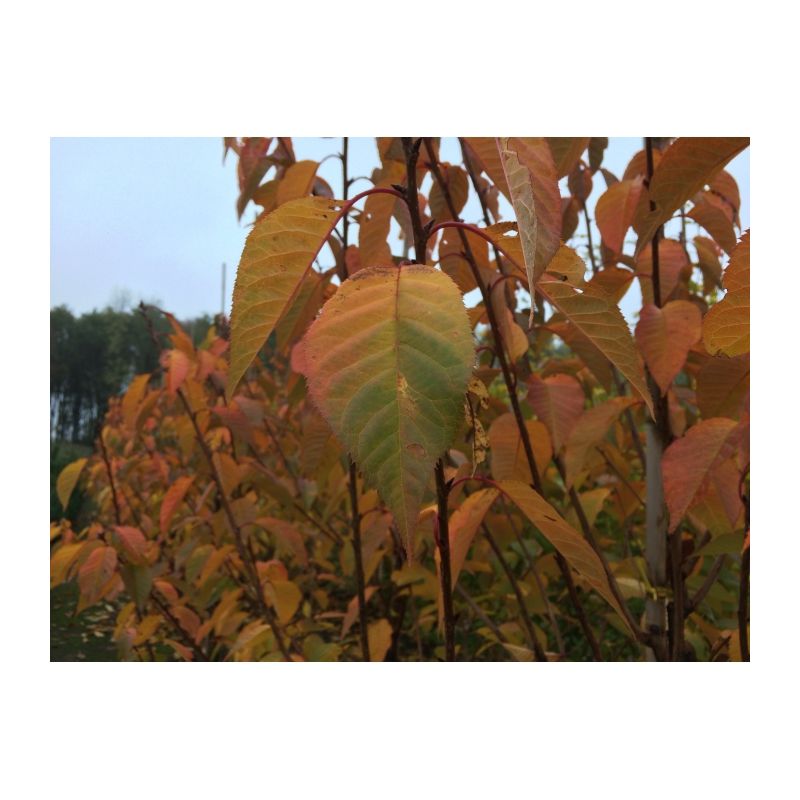 Prunus serrulata - leiboom laagstam