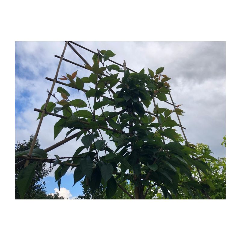 Prunus Serrulata - leiboom