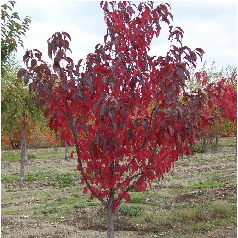 Prunus Royal Burgundy - meerstammig