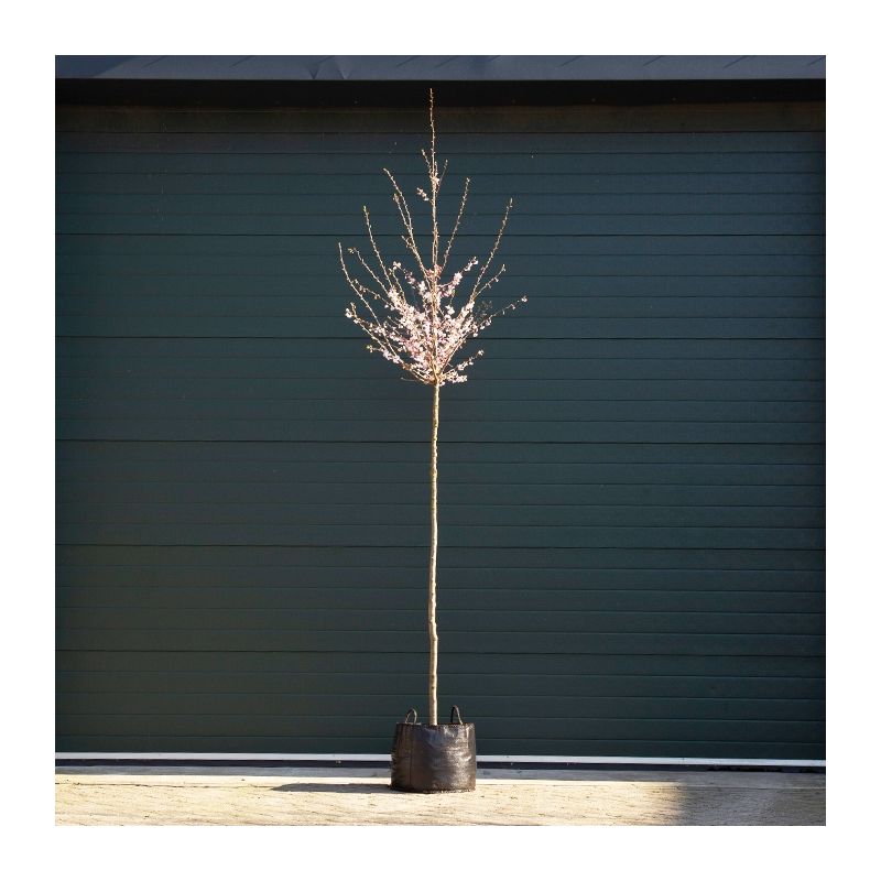 Prunus Subhirtella Autumnalis Rosea