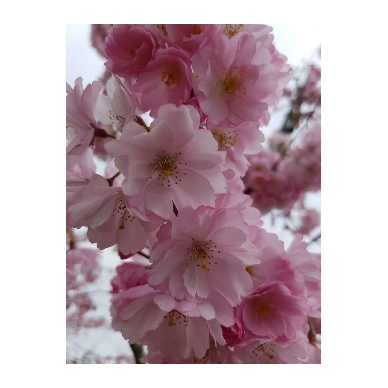 Prunus Subhirtella Autumnalis Rosea