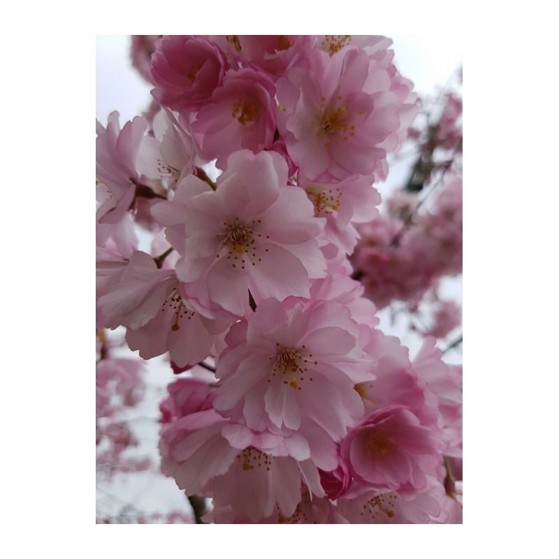 Prunus Subhirtella 'Autumnalis Rosea'