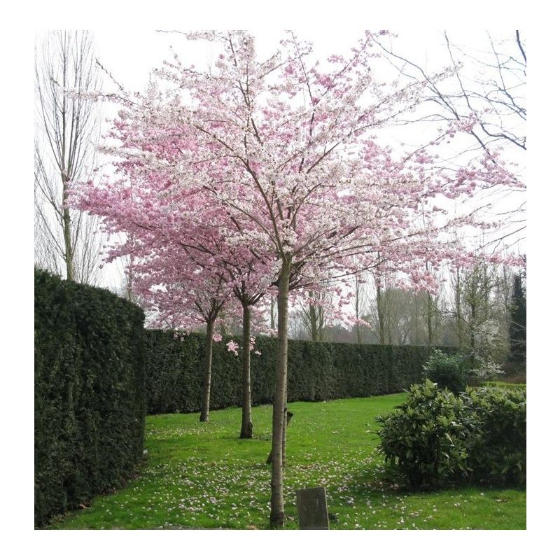 Prunus Umineko