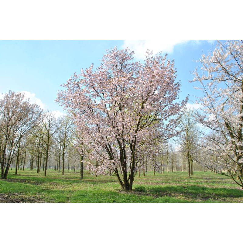 Prunus Kanzan - meerstammig