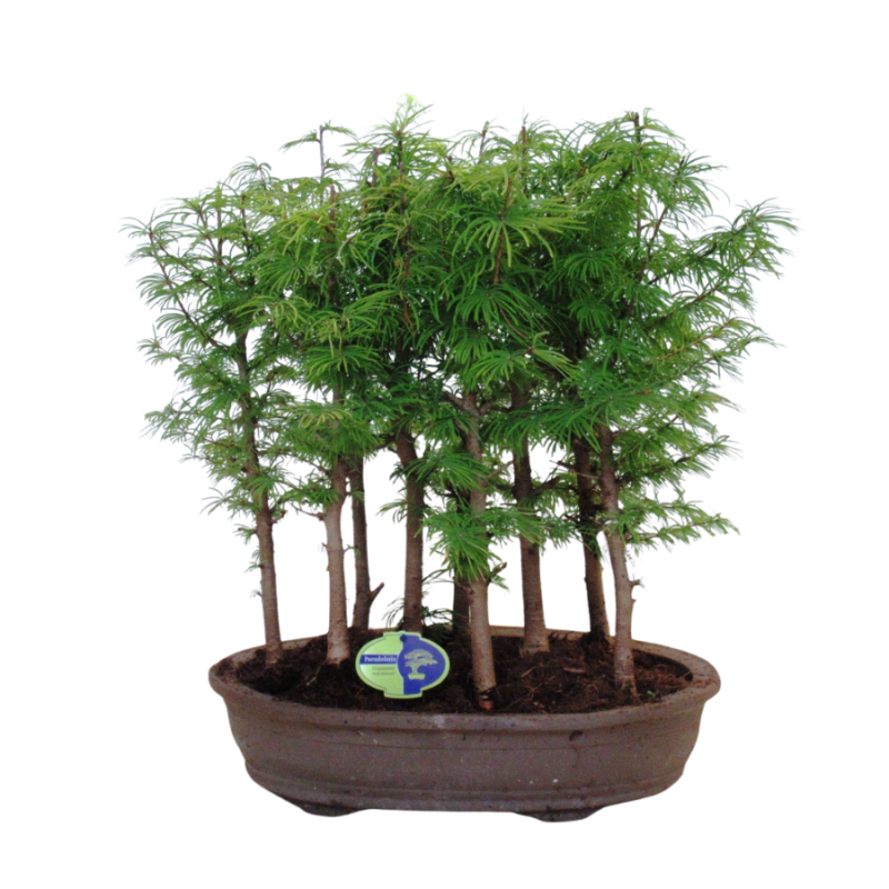 Pseudolarix amabilis - bonsai