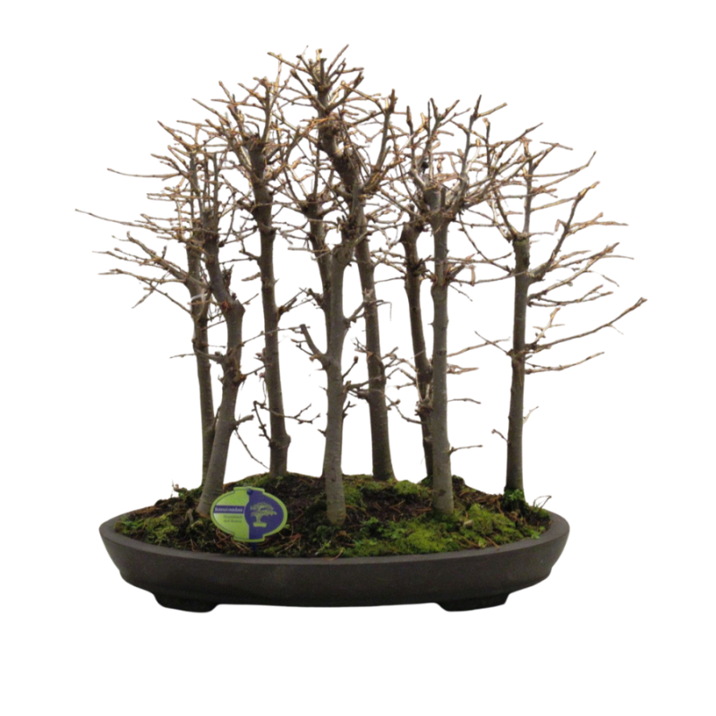 Pseudolarix amabilis - bonsai