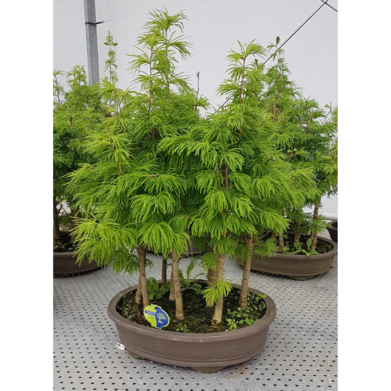 Pseudolarix amabilis - bonsai