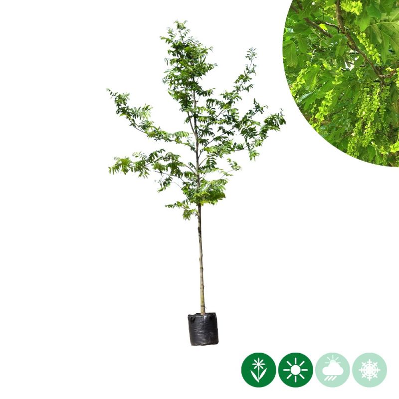 Pterocarya fraxinifolia
