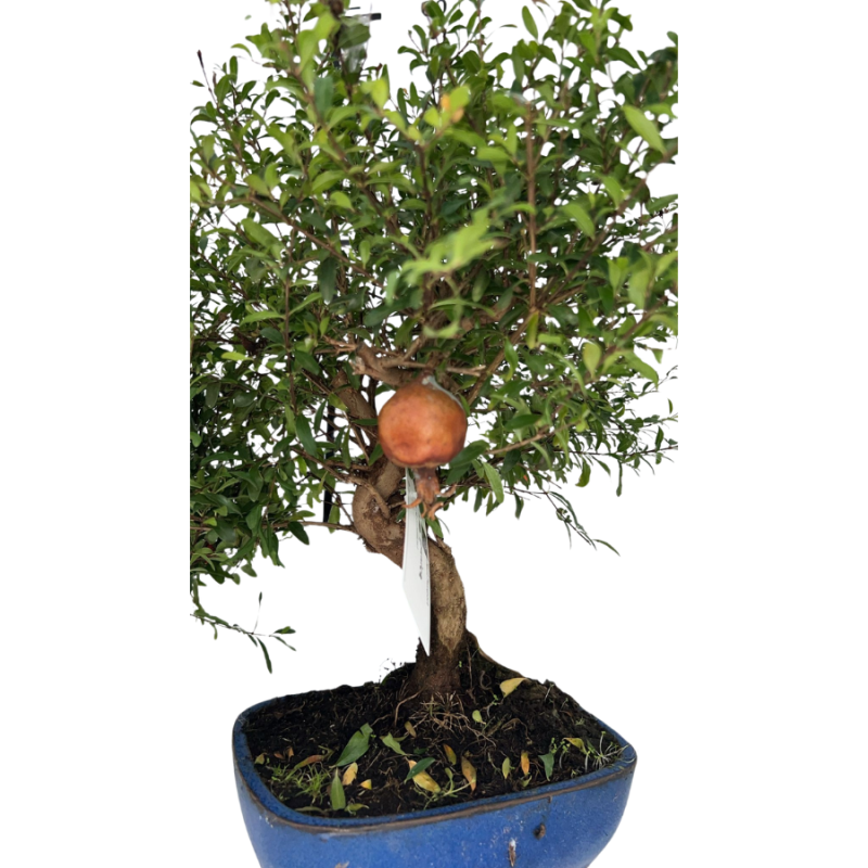 Punica granatum - bonsai