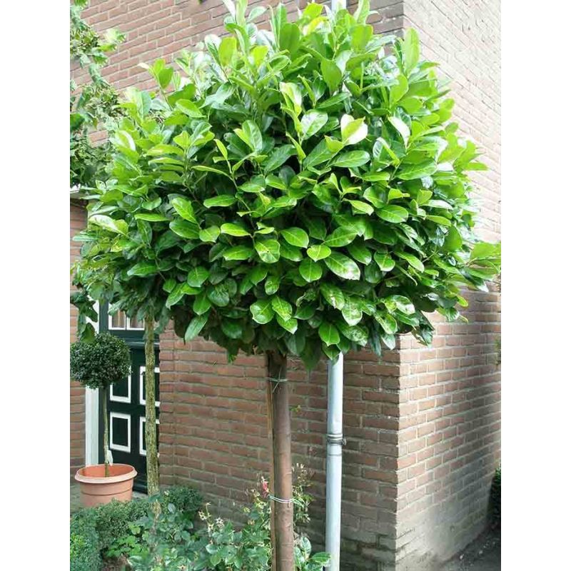 Prunus Etna