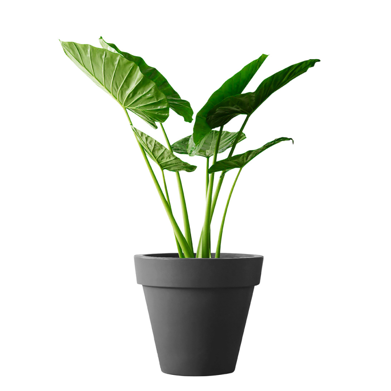 Elho Pure Rond Antraciet