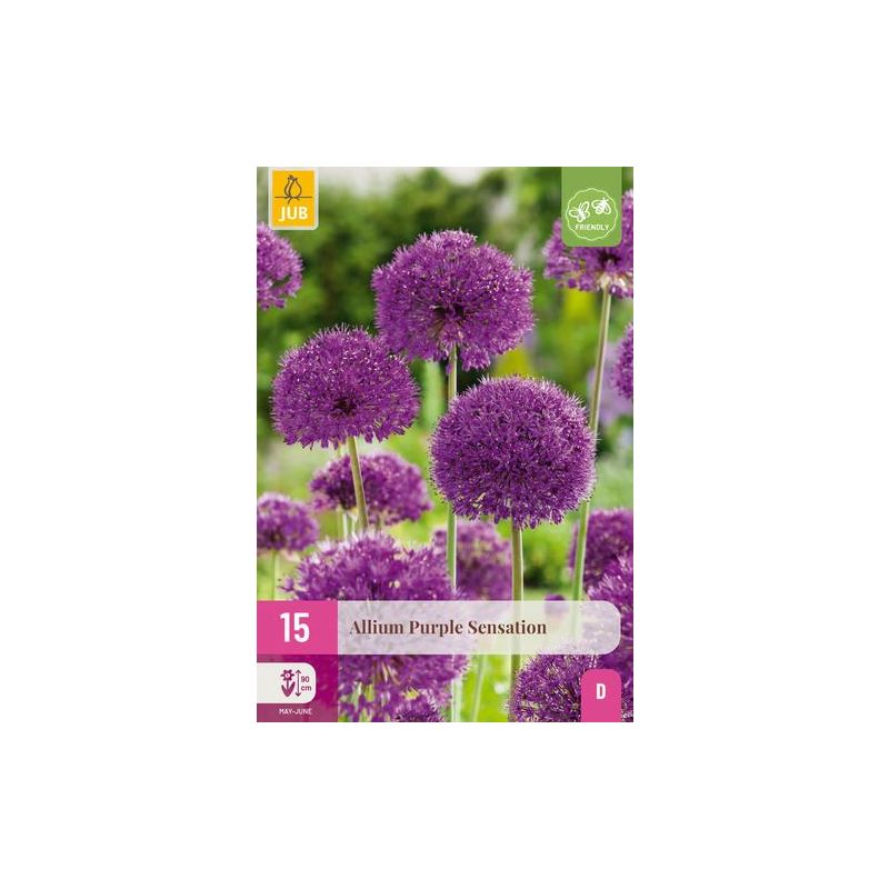 Allium Purple Sensation 15 stuks